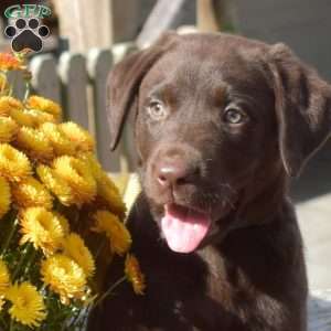 Timber, Chocolate Labrador Retriever Puppy