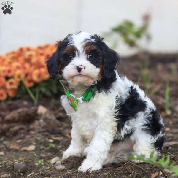 Timmy, Cavapoo Puppy