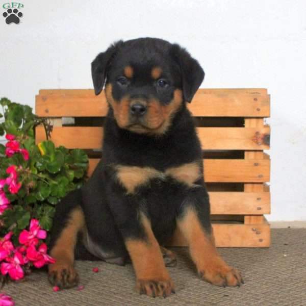 Timmy, Rottweiler Puppy