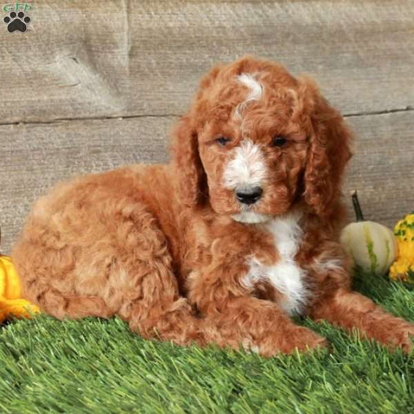 Timmy-Moyen, Standard Poodle Puppy