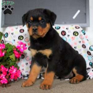 Timmy, Rottweiler Puppy