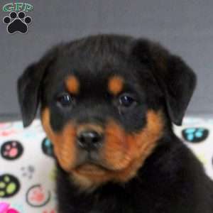 Timmy, Rottweiler Puppy