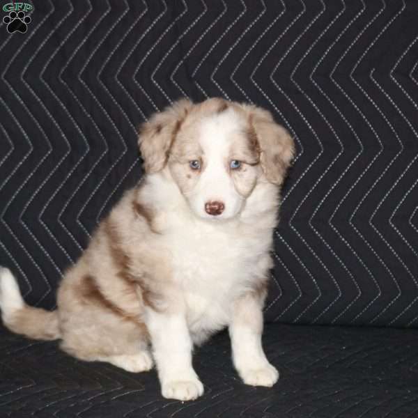 Tina, Mini Aussiedoodle Puppy