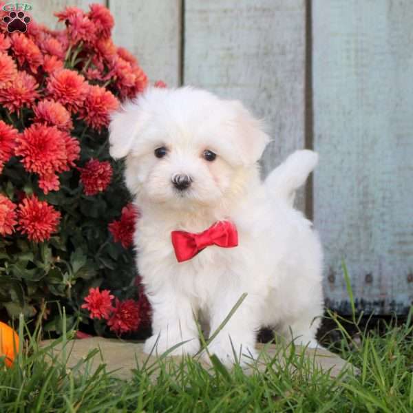 Tina, Maltichon Puppy