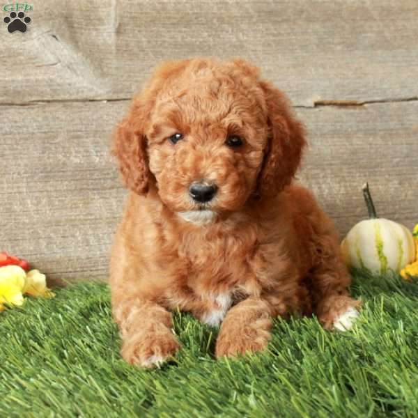 Tina-Moyen, Standard Poodle Puppy