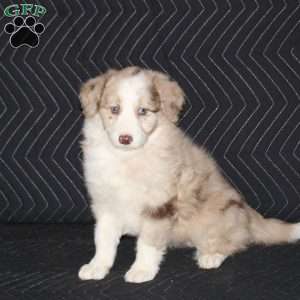 Tina, Mini Aussiedoodle Puppy