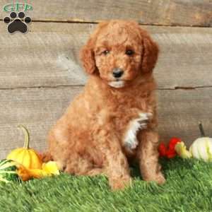 Tina-Moyen, Standard Poodle Puppy