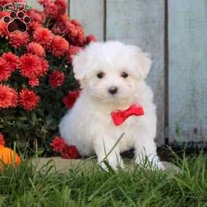 Tina, Maltichon Puppy