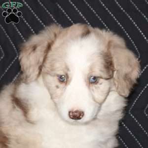Tina, Mini Aussiedoodle Puppy