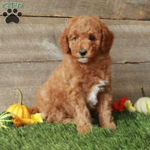 Tina-Moyen, Standard Poodle Puppy