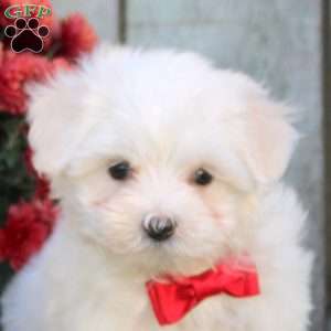 Tina, Maltichon Puppy