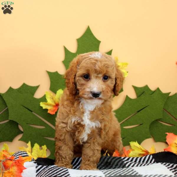 Tina, Cockapoo Puppy