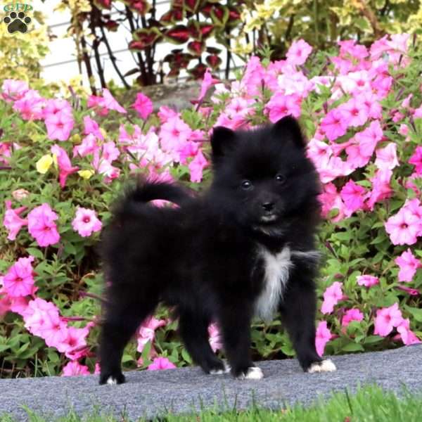 Tina, Pomeranian Puppy