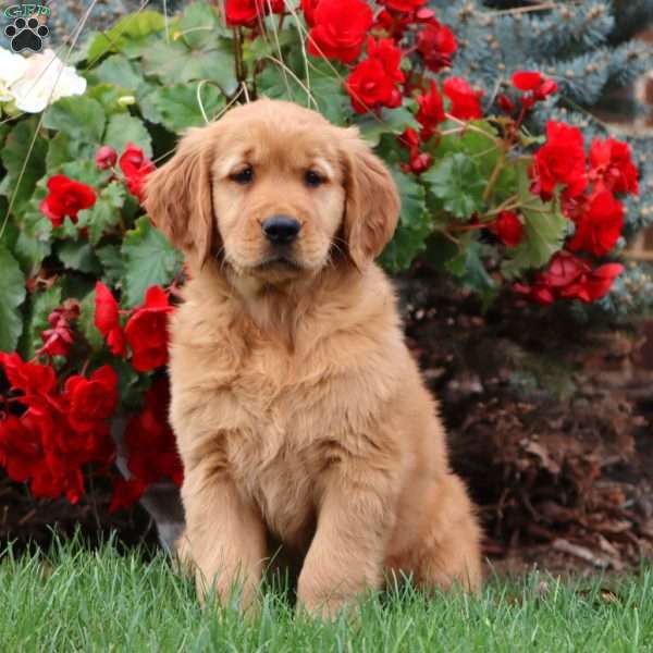 Tina, Golden Retriever Puppy