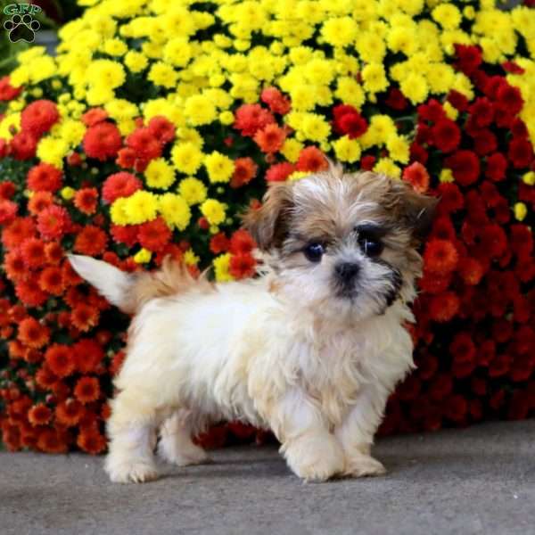 Tina, Teddy Bear Puppy