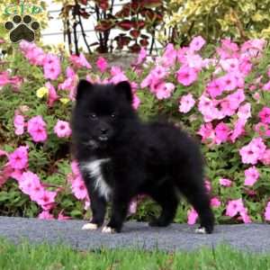 Tina, Pomeranian Puppy