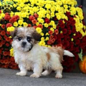 Tina, Teddy Bear Puppy