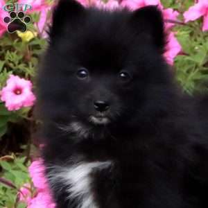 Tina, Pomeranian Puppy