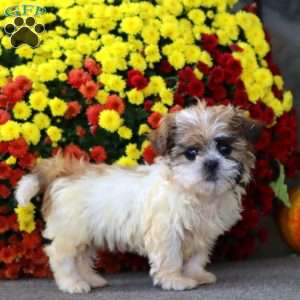 Tina, Teddy Bear Puppy