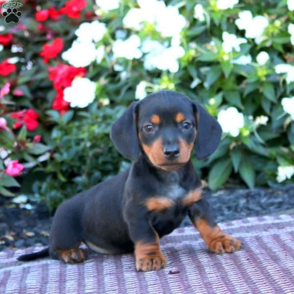 Tinker-Mini, Dachshund Puppy