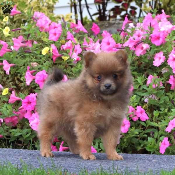 Tinker, Pomeranian Puppy