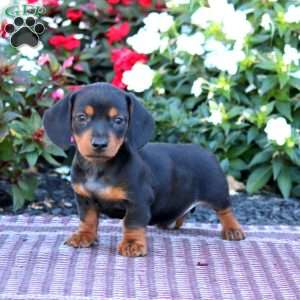 Tinker-Mini, Dachshund Puppy