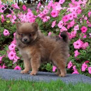 Tinker, Pomeranian Puppy
