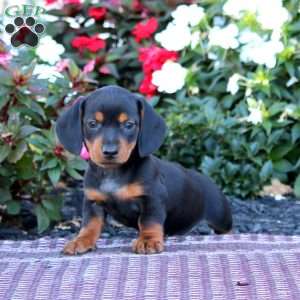 Tinker-Mini, Dachshund Puppy