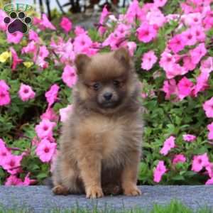 Tinker, Pomeranian Puppy