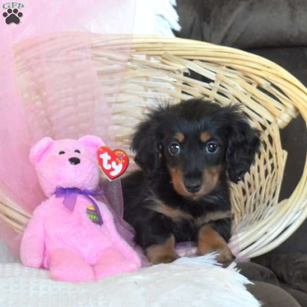 Tiny Tilly, Dachshund Puppy