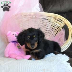 Tiny Tilly, Dachshund Puppy