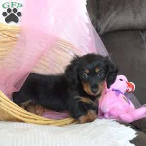 Tiny Tilly, Dachshund Puppy