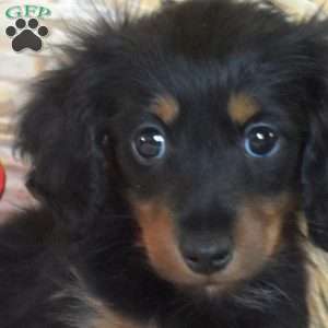 Tiny Tilly, Dachshund Puppy