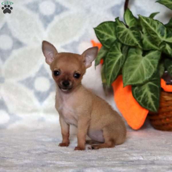 Tiny, Chihuahua Puppy