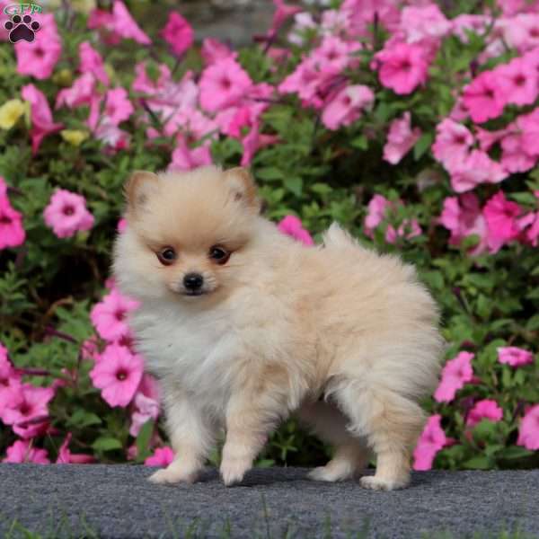 Tiny, Pomeranian Puppy