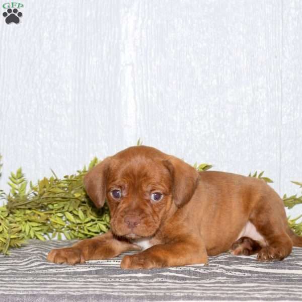 Titan, Boston Terrier Mix Puppy
