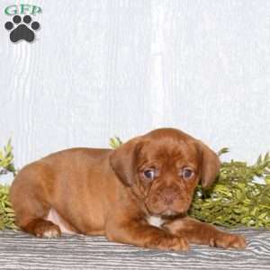 Titan, Boston Terrier Mix Puppy