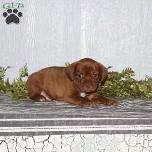 Titan, Boston Terrier Mix Puppy