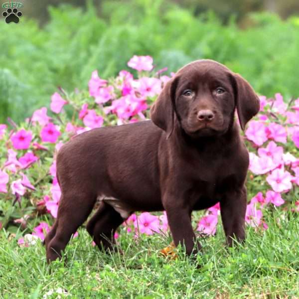 Titan, Chocolate Labrador Retriever Puppy