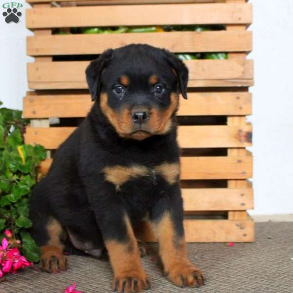 Tobie, Rottweiler Puppy