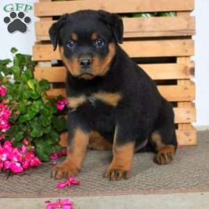 Tobie, Rottweiler Puppy