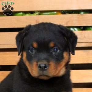 Tobie, Rottweiler Puppy