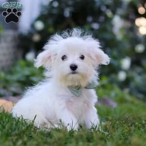 Toby, Maltese Puppy