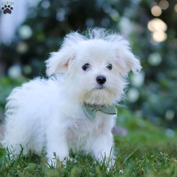 Toby, Maltese Puppy