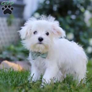 Toby, Maltese Puppy