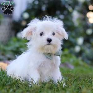 Toby, Maltese Puppy
