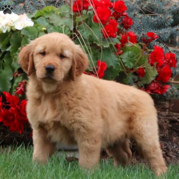 Toby, Golden Retriever Puppy