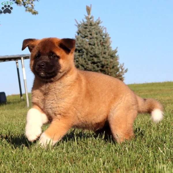 Toby, Akita Puppy