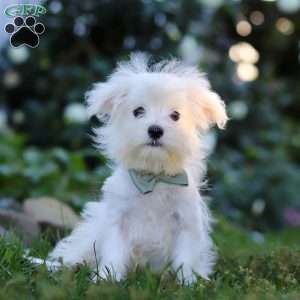 Toby, Maltese Puppy