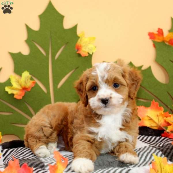 Todd, Cockapoo Puppy